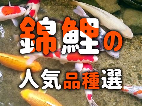 錦鯉 品種|錦鯉の種類 人気品種は？錦鯉の違い・見分け方を徹底解説！ 